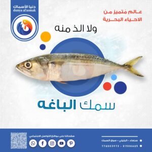 الرئيسيه img 20260206 wa0041