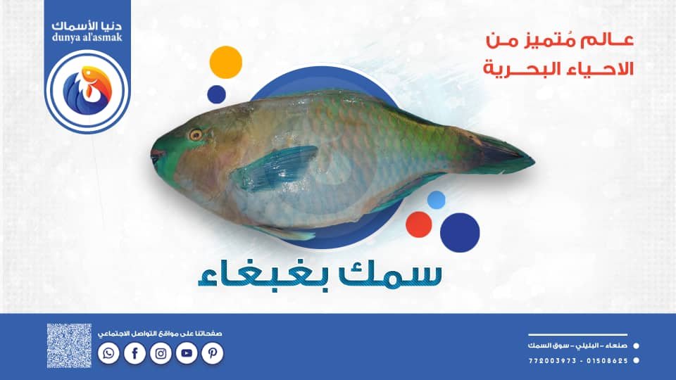 img 20260206 wa0074