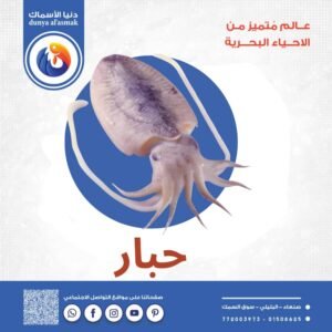 حبار