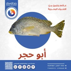سمك ابو حجر كامل