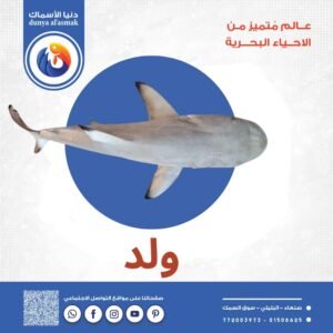 سمك ولد كامل
