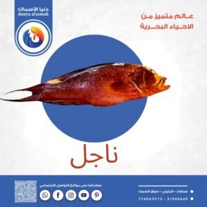 سمك ناجل كامل