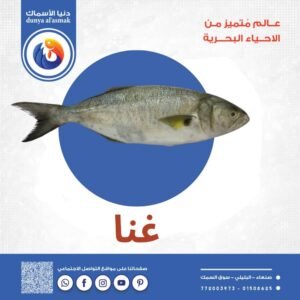 سمك غنا كبير كامل